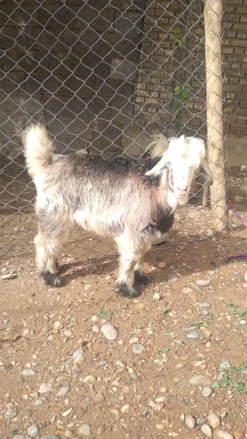 یک عدد بیگ نر سالم|حیوانات مزرعه|شوشتر, |دیوار