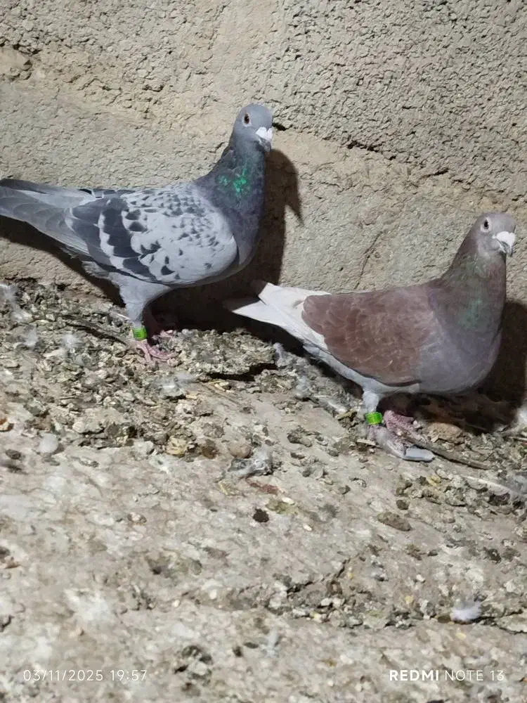 کبوتر مسافتی|پرنده|سیب و سوران, |دیوار