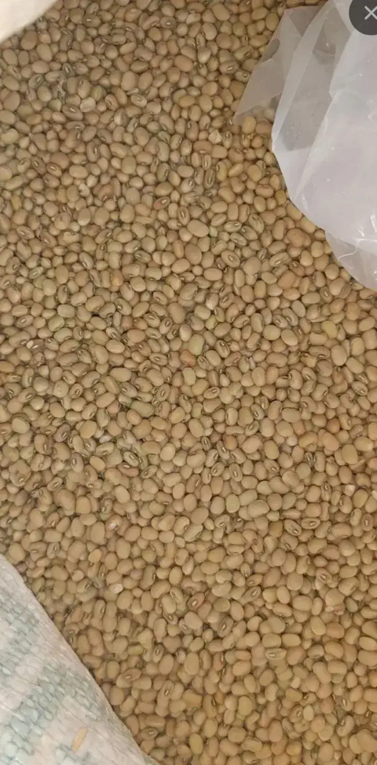 لوبیا جیرفتی|خوردنی و آشامیدنی|کهنوج, |دیوار