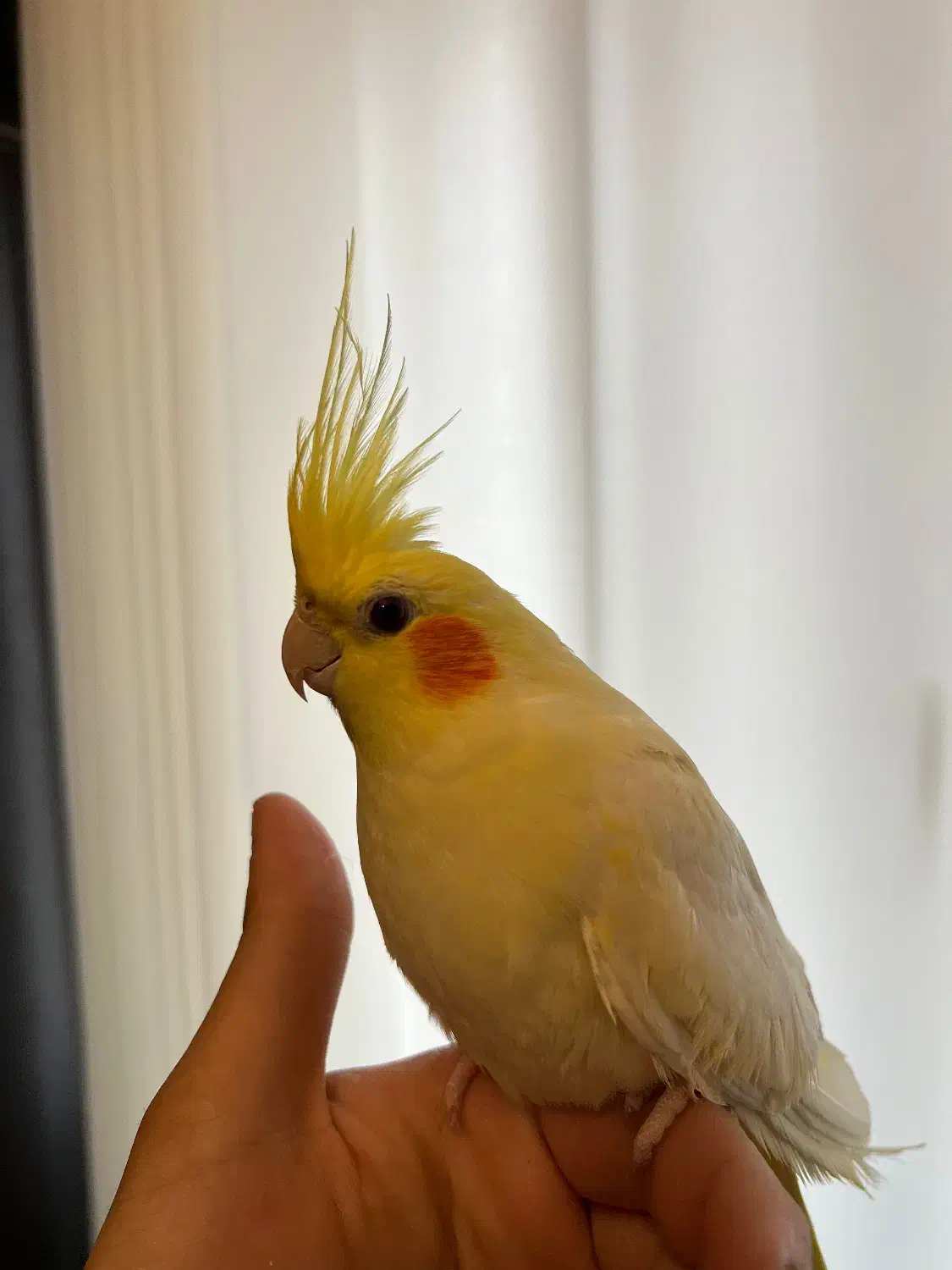 طوطی عروس هلندی|پرنده|لنگرود, |دیوار