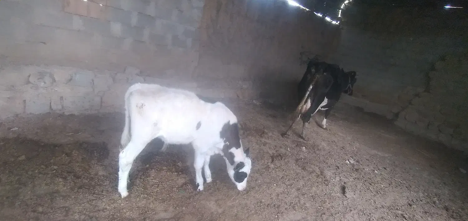 گوساله نر سینمینتال|حیوانات مزرعه|بجنورد, |دیوار