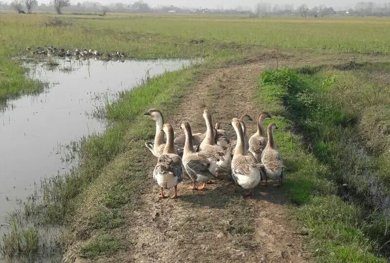 قوغاز|حیوانات مزرعه|خمام, |دیوار