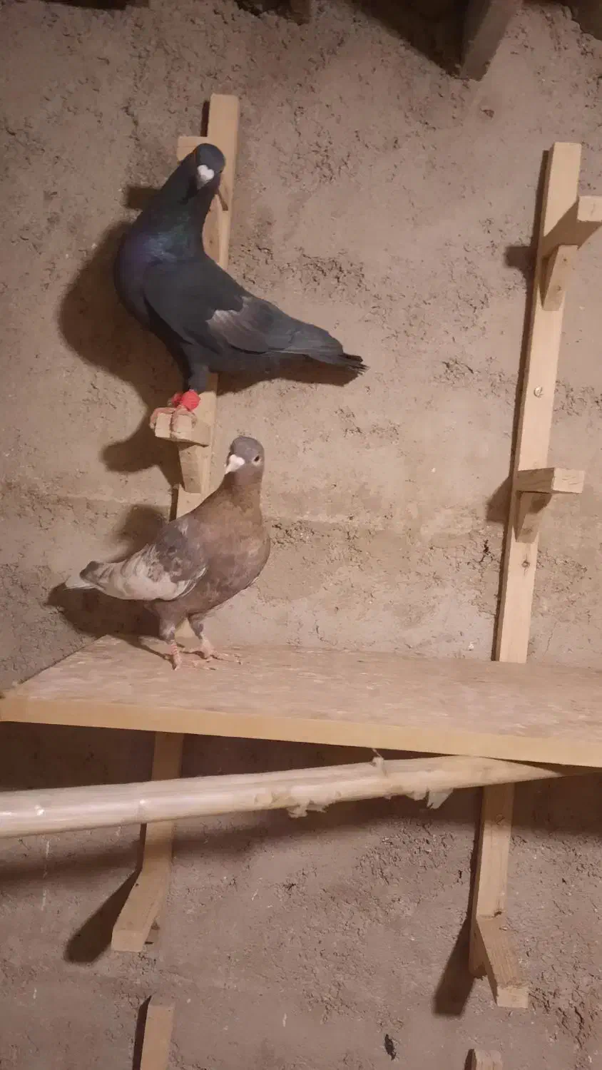 نر و ماده سرک سیاه و تافته ای|پرنده|شیراز, رکنآباد|دیوار