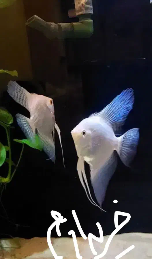 انجل پلوتونیوم.     و انجل رد دویل|ماهی|شیراز, ده پیاله|دیوار