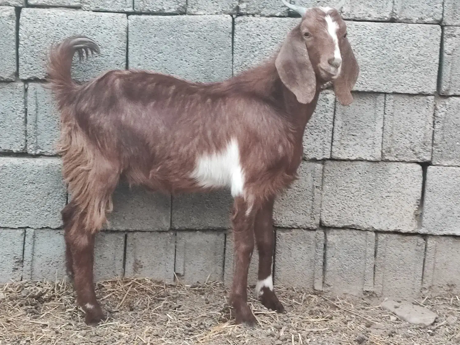 کهره|حیوانات مزرعه|وحدتیه, |دیوار