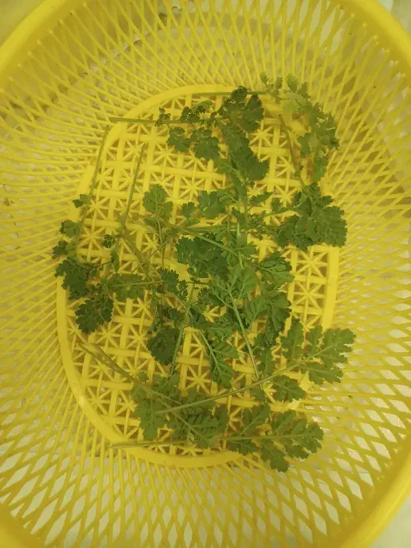 مخلصه کوهی تازه تازه خوشبو تند|خوردنی و آشامیدنی|فولادشهر, فولادشهر|دیوار