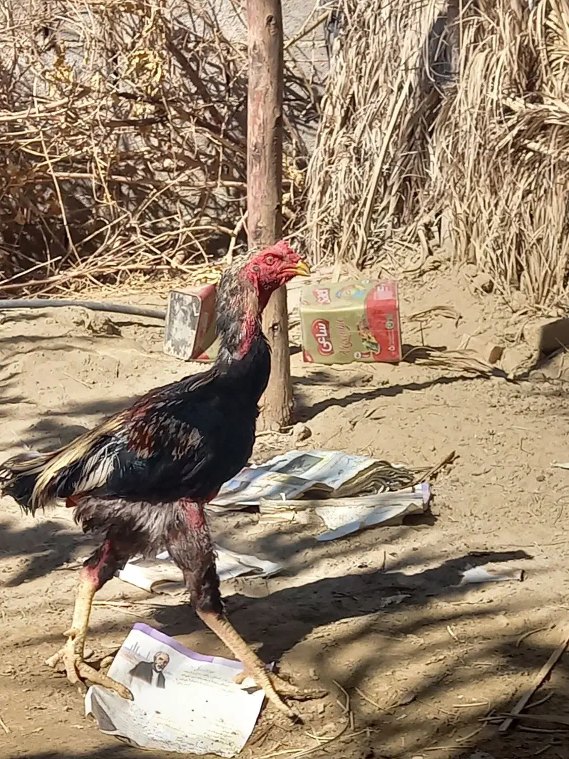 مرغ و خروس لاری با بوقلمون|حیوانات مزرعه|ایرانشهر, |دیوار