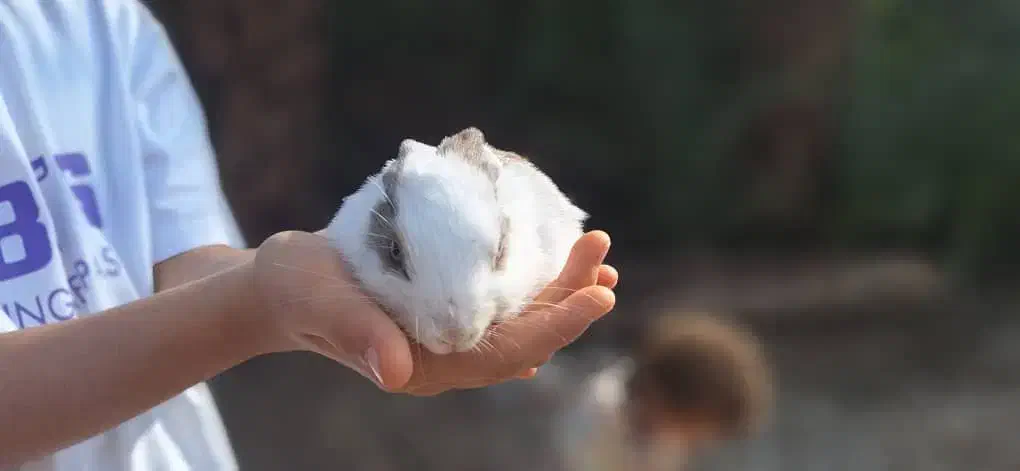 خرگوش|موش و خرگوش|دزفول, |دیوار