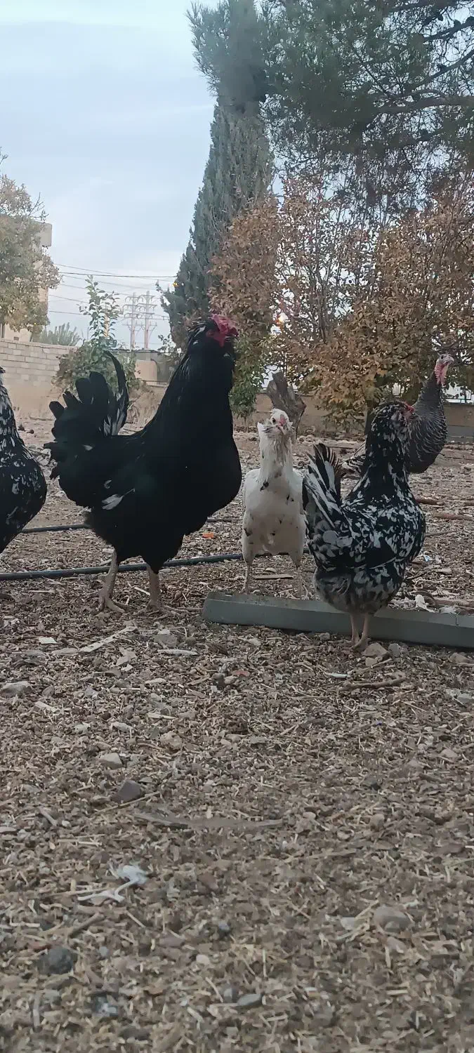 مرغ خروس جوجه گلین|حیوانات مزرعه|شیراز, گویم|دیوار
