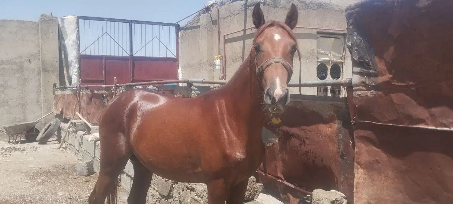 اسب نر|اسب و تجهیزات اسب‌سواری|بیجار, |دیوار