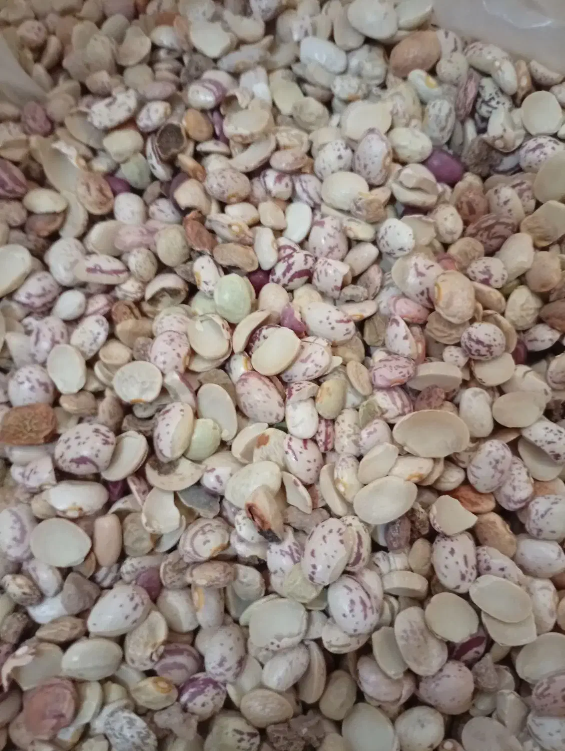 لوبیا چیتی آشی|خوردنی و آشامیدنی|شیراز, کوشک میدان|دیوار