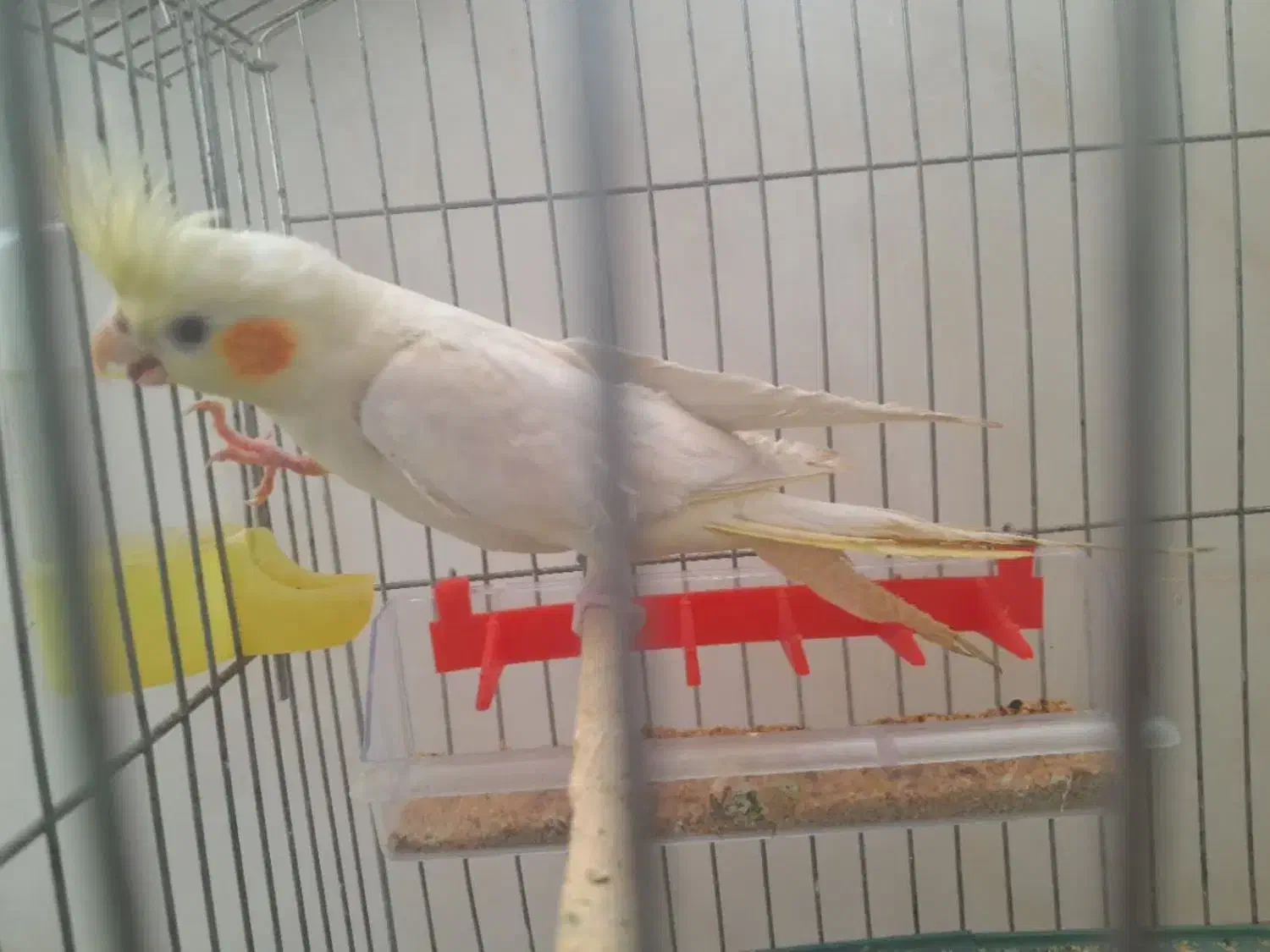 یک عدد عروس هلندی لوتینو|پرنده|فردوس (خراسان), |دیوار