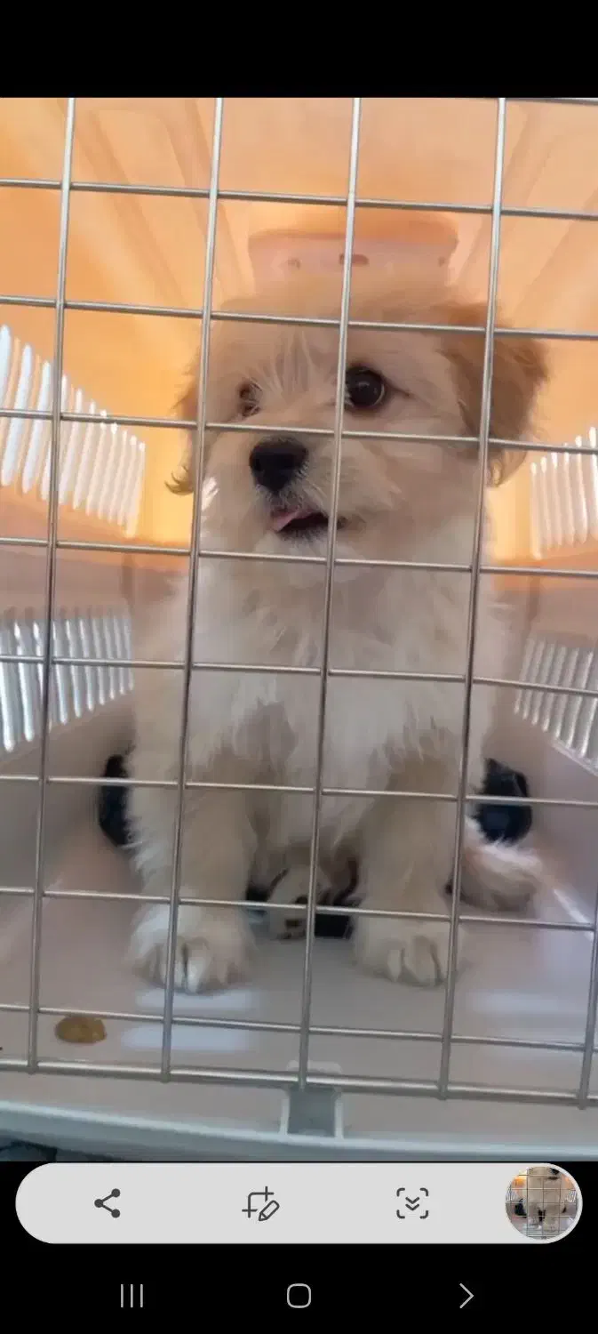 سگ مالتیپو|سگ|الشتر, |دیوار