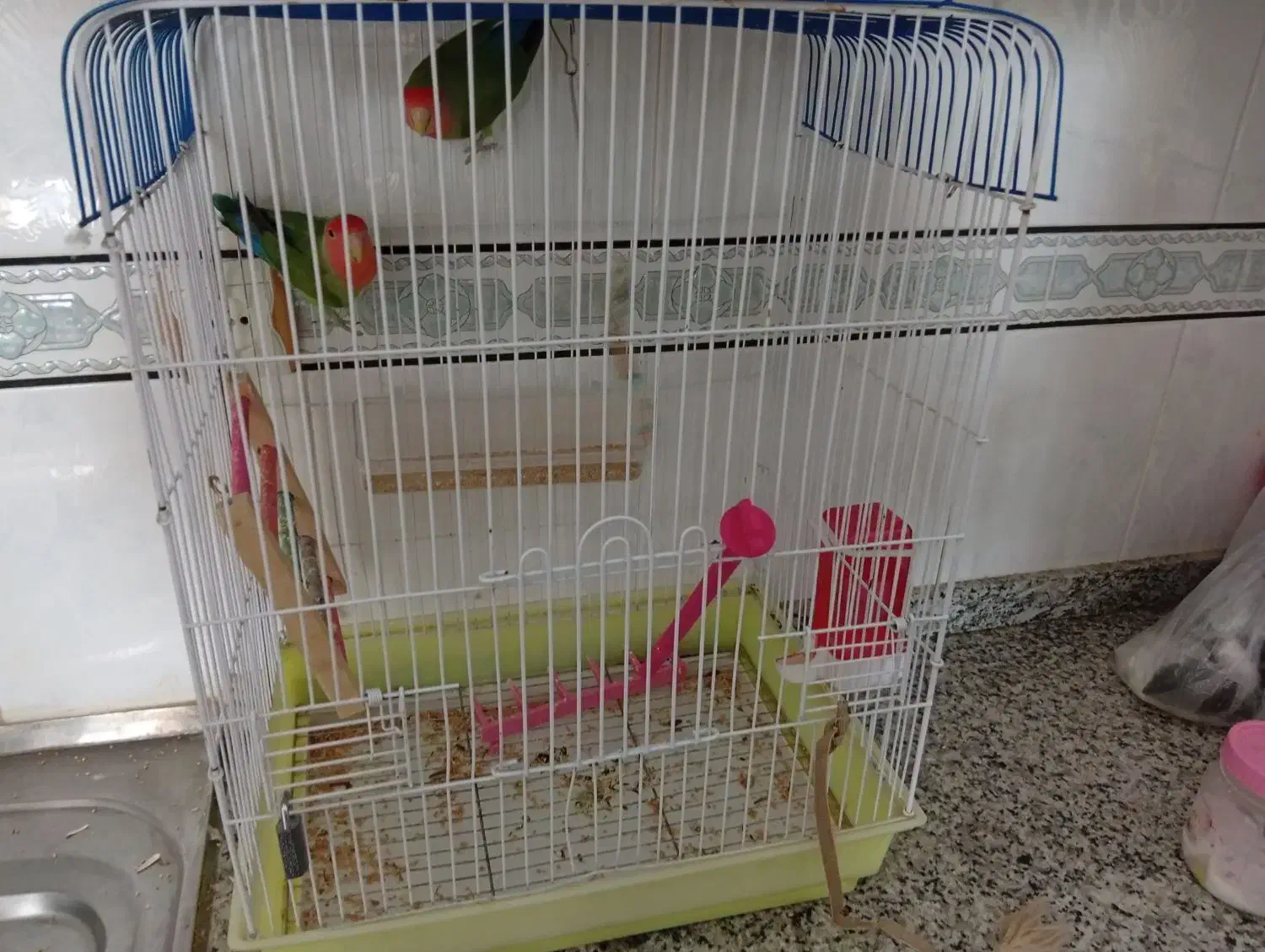 یکجفت کوتوله برزیلی نر و ماده|پرنده|اقلید, |دیوار