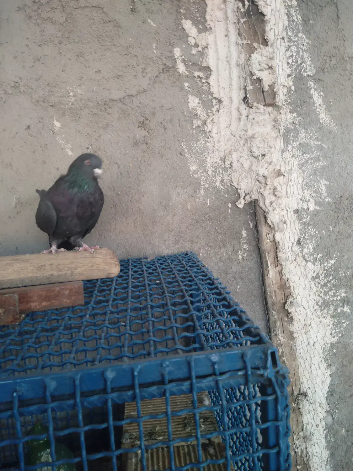 کبوترپر|پرنده|سامان, |دیوار