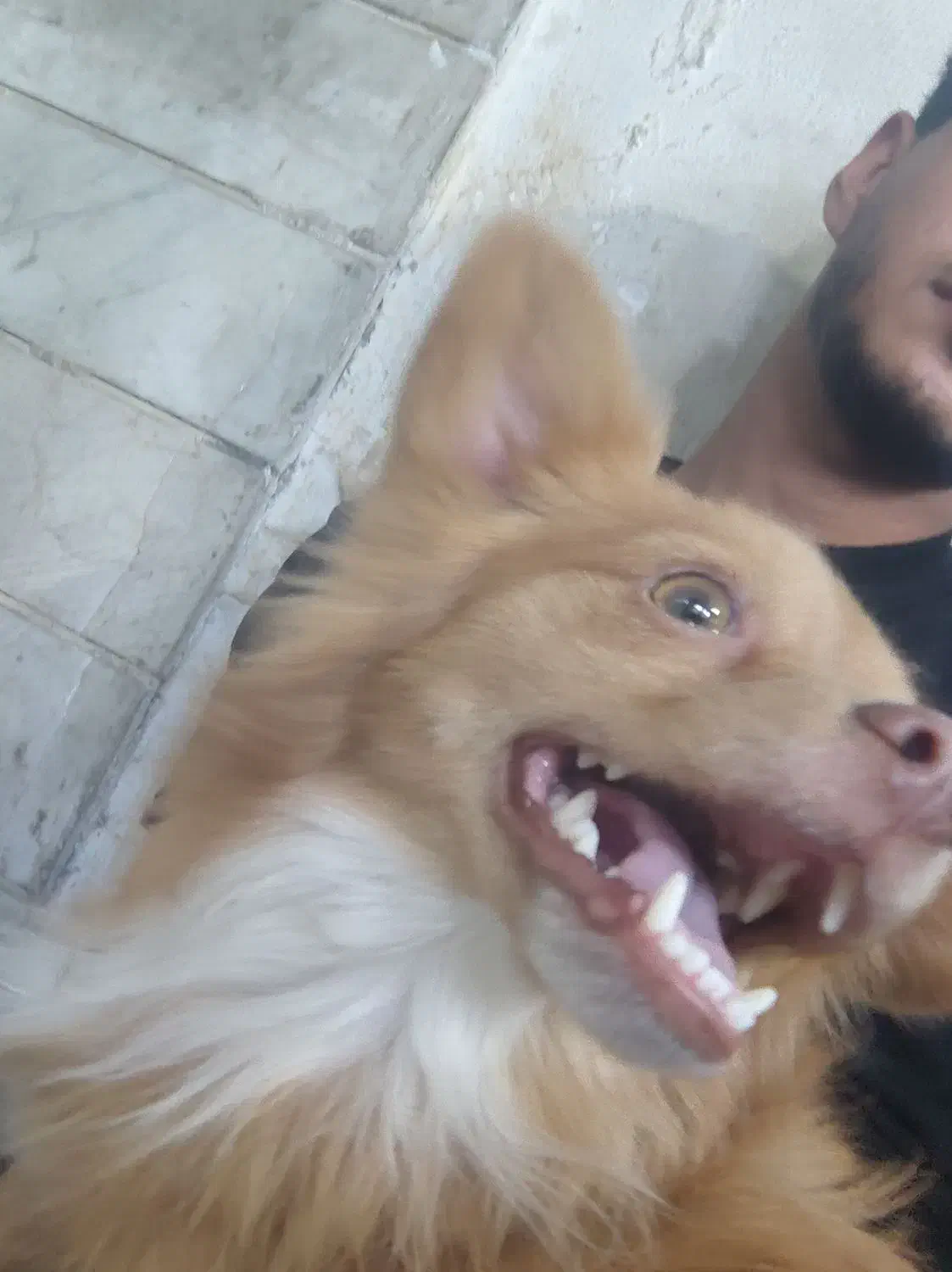 سگ گمشده|سگ|تهران, مسعودیه|دیوار