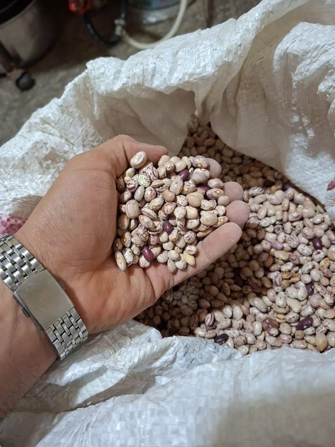 لوبیا چیتی|خوردنی و آشامیدنی|دهگلان, |دیوار