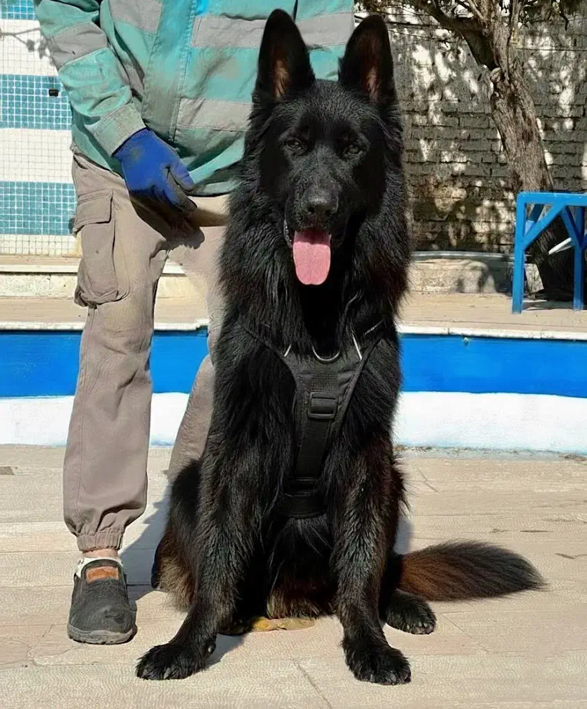 سگ ژرمن شپرد بلک نر جثه درشت تربیت شده فی ۵۰ م ت|سگ|تهران, تهرانسر شرقی|دیوار