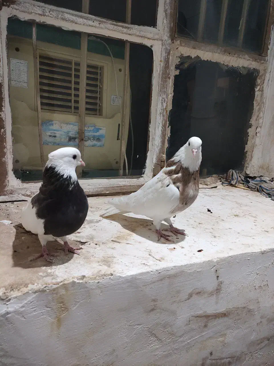 جفت طوقی عالی|پرنده|طبس, |دیوار