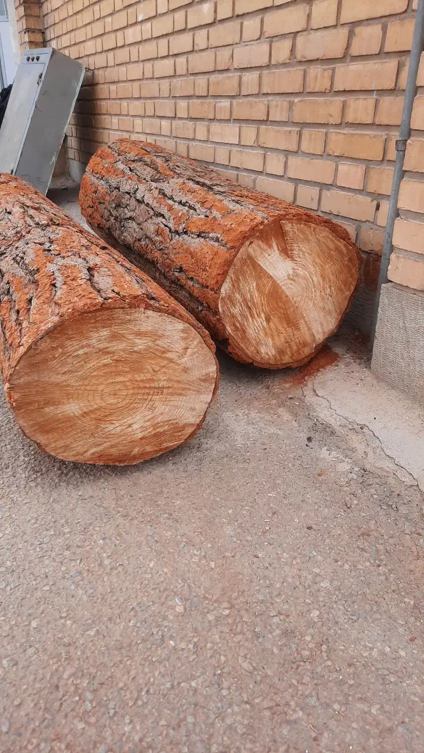 تنه درخت|گل و گیاه طبیعی|آباده, |دیوار