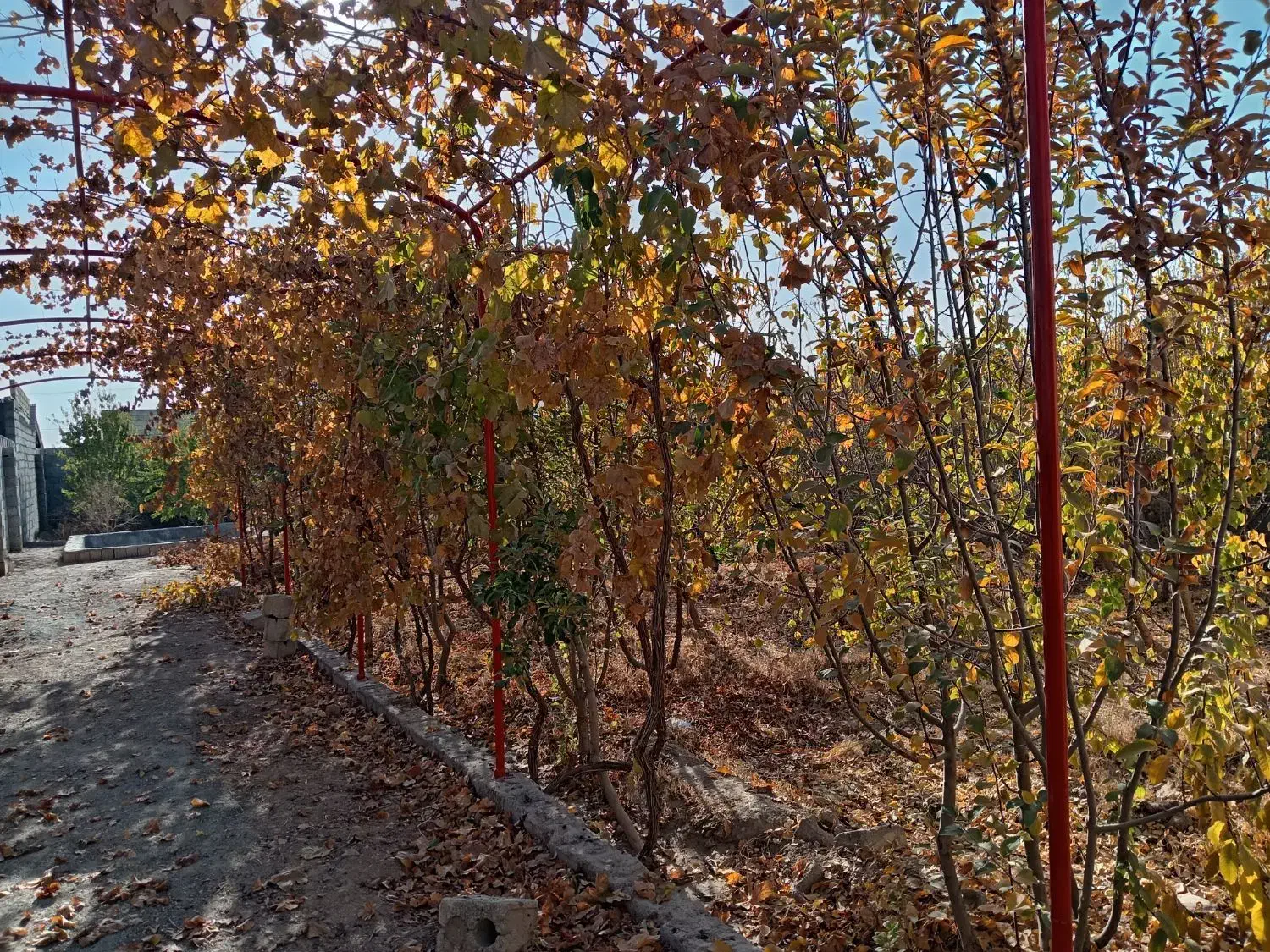 فروش باغ 700 متری|فروش زمین و ملک کلنگی|نجف‌آباد, قلعه سفید|دیوار