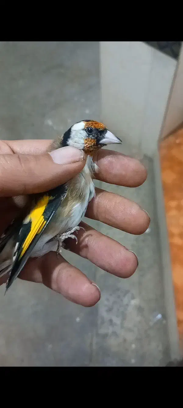 جوجه سرهای امسال کلکسیونی|پرنده|نهاوند, |دیوار