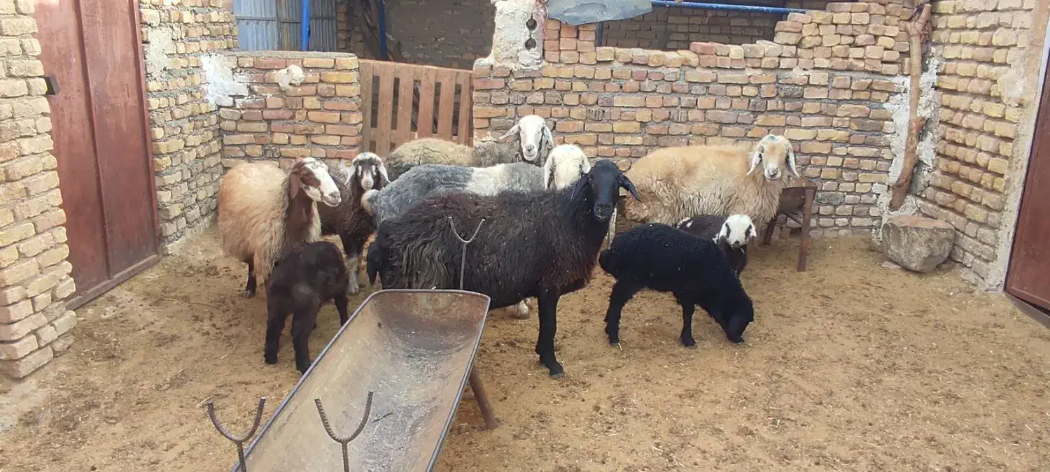 گوسفند|حیوانات مزرعه|داران, |دیوار