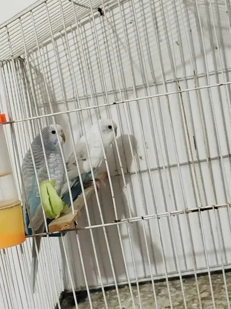 یه جفت فنچ یه جفت مرغ عشق|پرنده|زابل, |دیوار