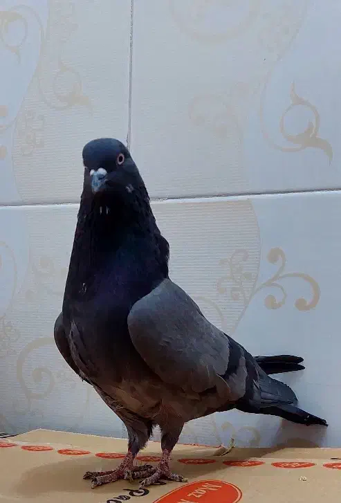 کفتر پرشی|پرنده|تهران, شهرک طالقانی|دیوار