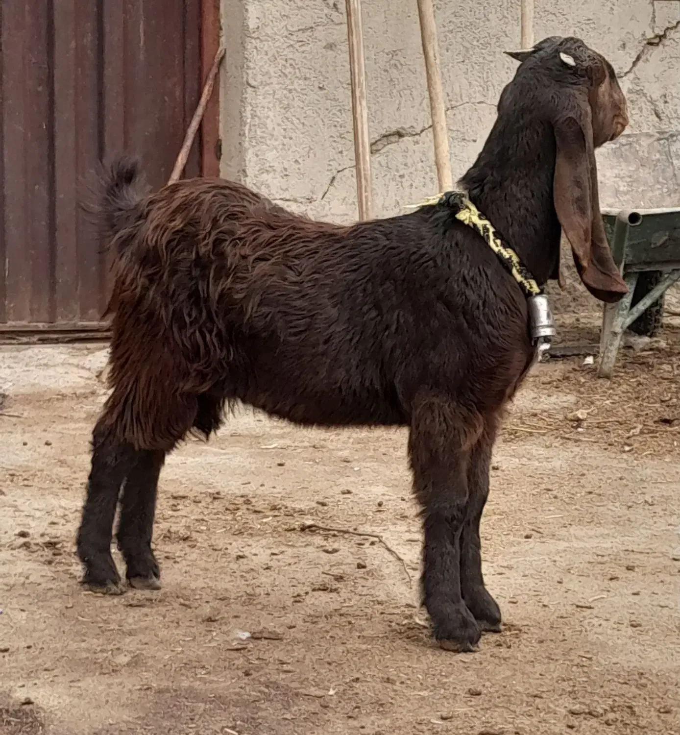 بزغاله ماده پاکستانی ( میش )|حیوانات مزرعه|لنجان, |دیوار