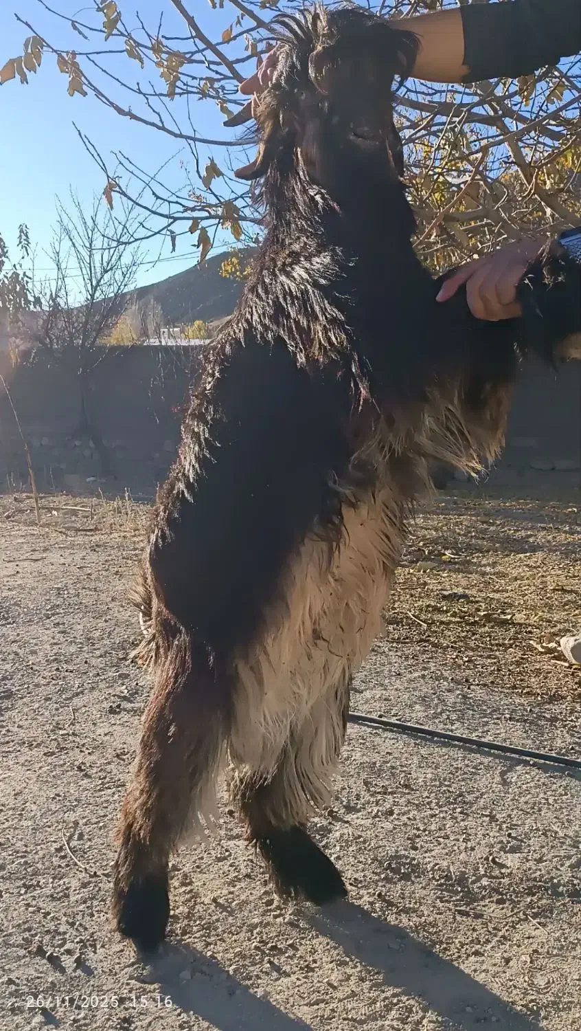 بز نر اصیل بختیاری شهرکردی مولد|حیوانات مزرعه|شیروان (خراسان), |دیوار