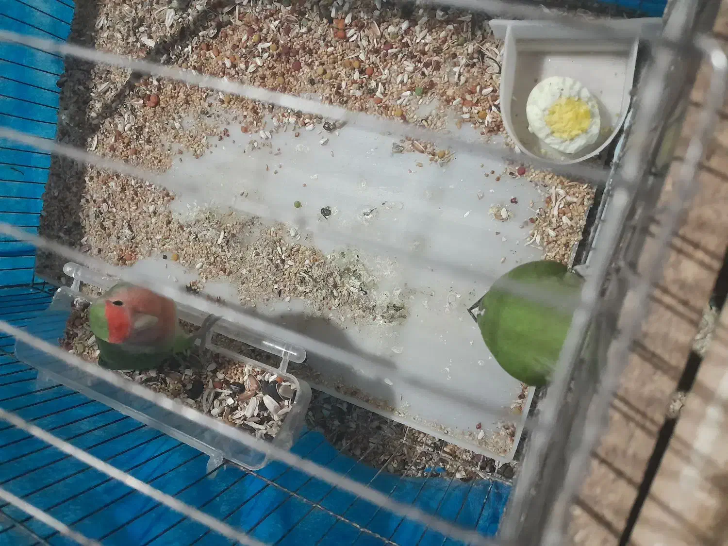 طوطی سالم به ضمانت|حیوانات مزرعه|رشت, سعدی (تختی)|دیوار