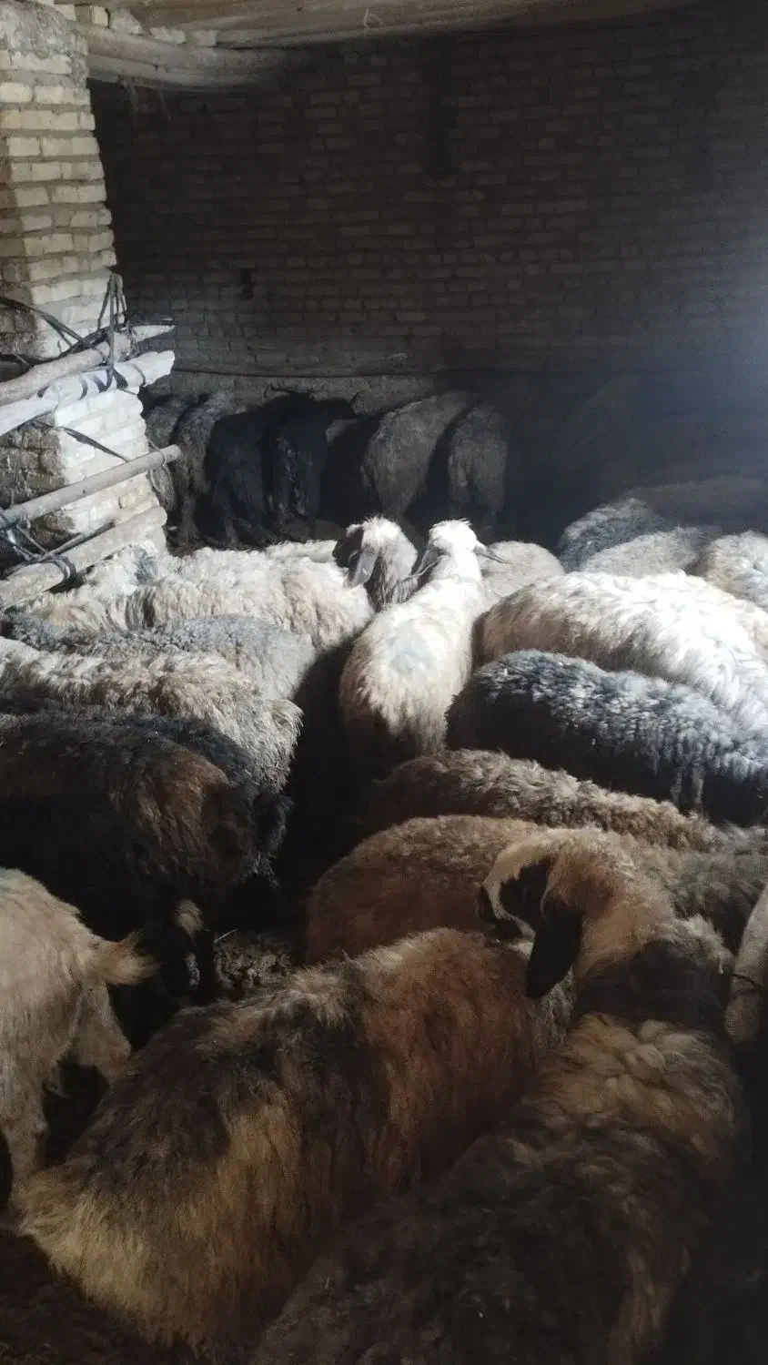 گوسفند|حیوانات مزرعه|حسن آباد, |دیوار