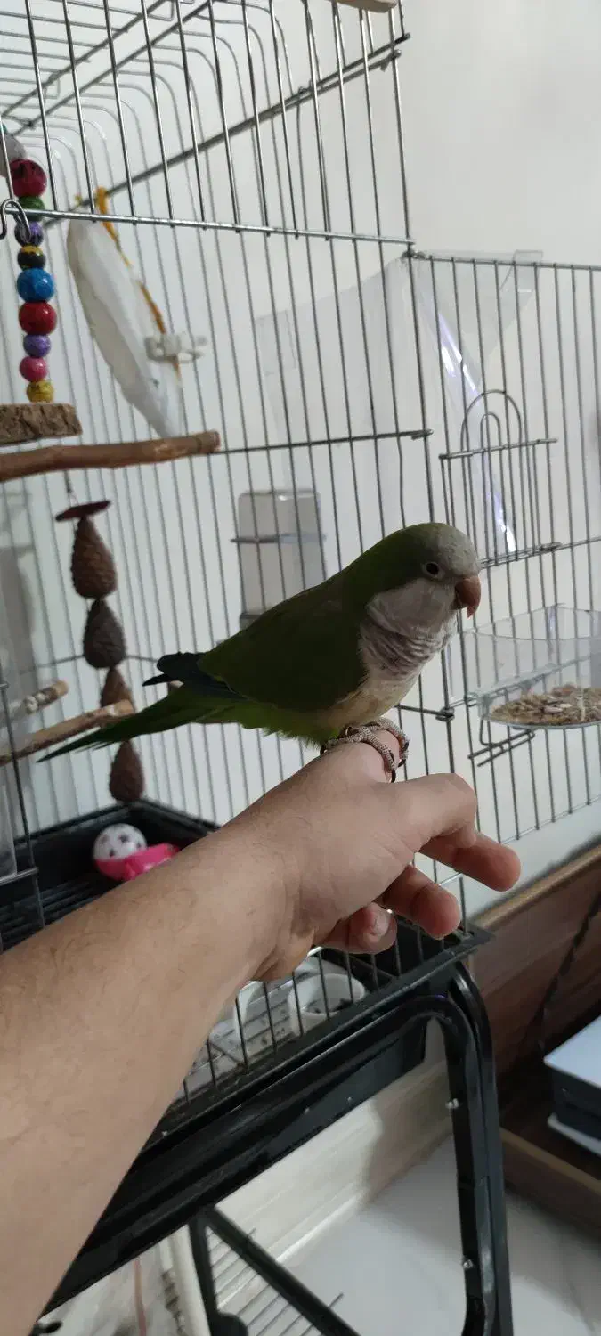 طوطی راهب|پرنده|ری, دولت‌آباد|دیوار