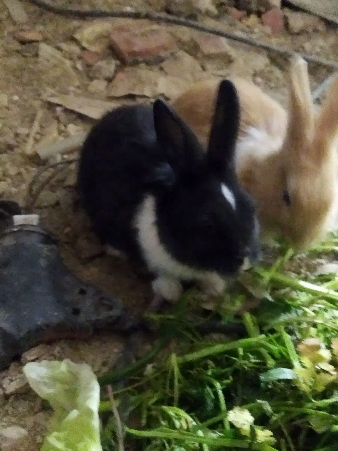 خرگوش بازی گوش وبدون مریض ومنیاتوری ونروماد|موش و خرگوش|مریوان, |دیوار