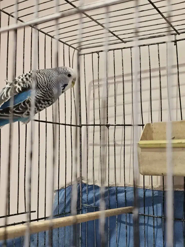 مرغ عشق انگلیسی|پرنده|کرج, باغستان|دیوار