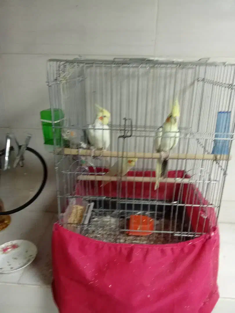 پرنده|پرنده|اردکان, |دیوار