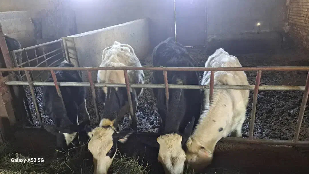 گوساله|حیوانات مزرعه|شهرکرد, |دیوار