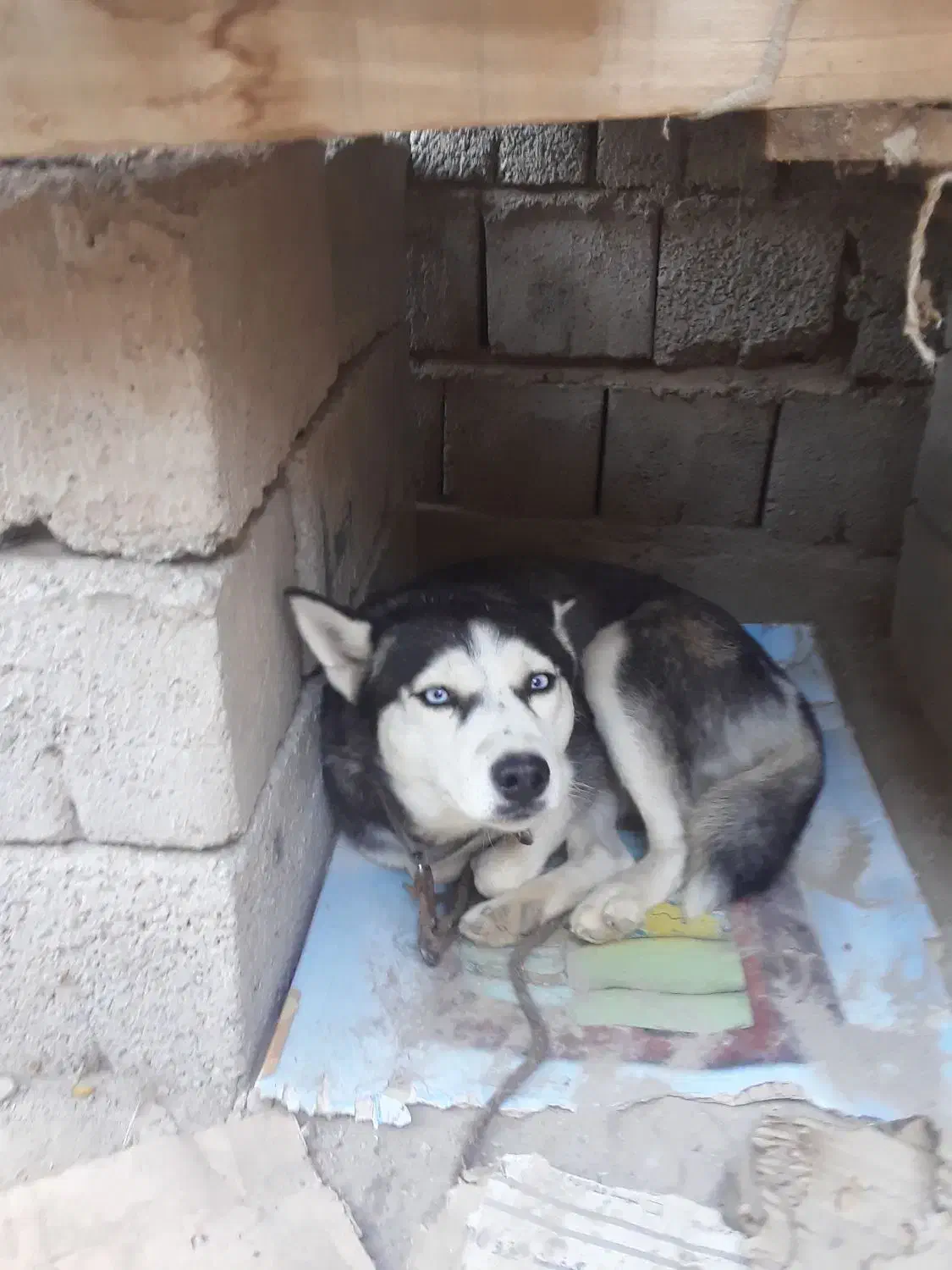 سگ هاسکی|سگ|عنبرآباد, |دیوار