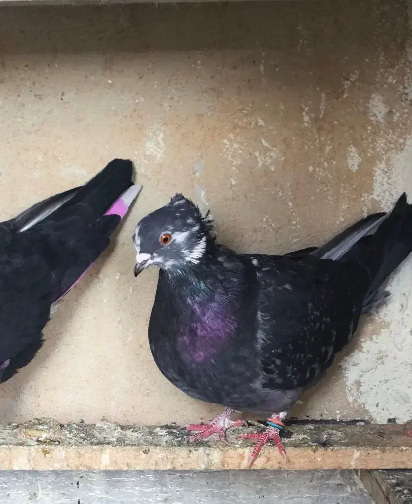 کبوتر|پرنده|نقده, |دیوار