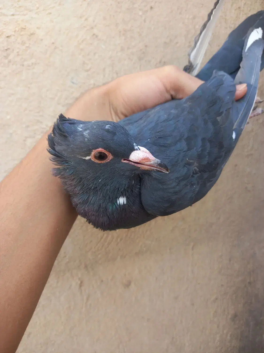 کفتر|پرنده|زرند, |دیوار