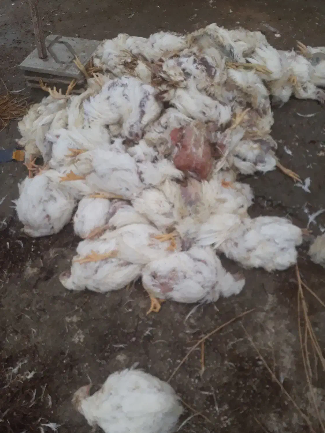 گوشت مرغ|حیوانات مزرعه|قره ضیاالدین, |دیوار