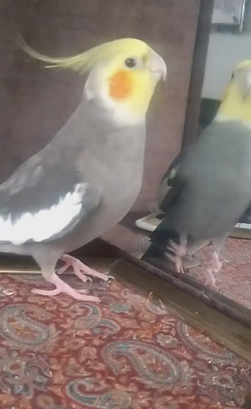 حیوانات گمشده.جاده ساوه فلکه دوم گلستان|حیوانات|تهران, بهارستان|دیوار