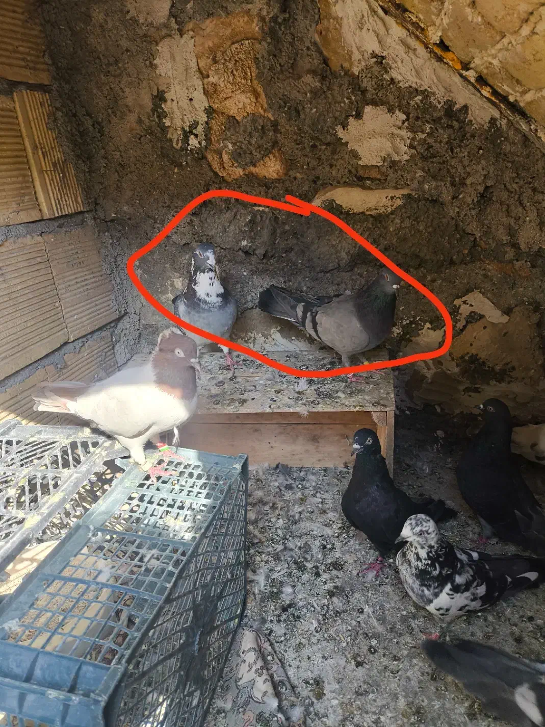 کبوتر|پرنده|سرپل ذهاب, |دیوار