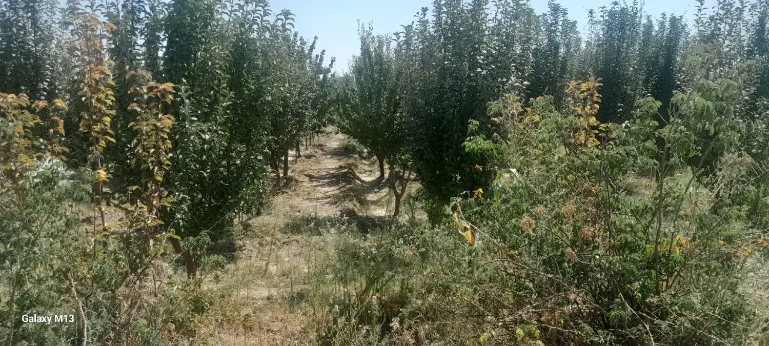 ۳۰۰متر زمین درختا ۵ساله|فروش زمین و ملک کلنگی|مشهد, امین آباد|دیوار