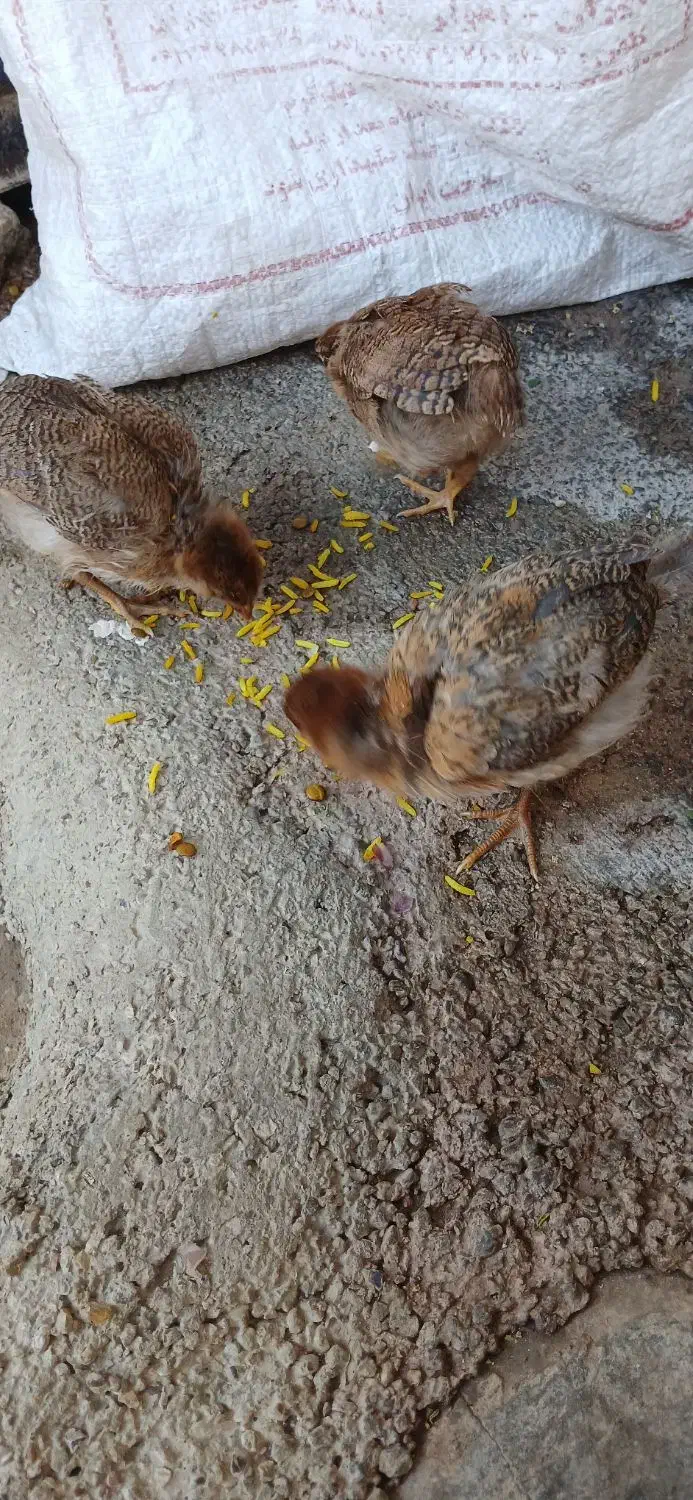 شهرک مرعی|حیوانات مزرعه|سوسنگرد, |دیوار