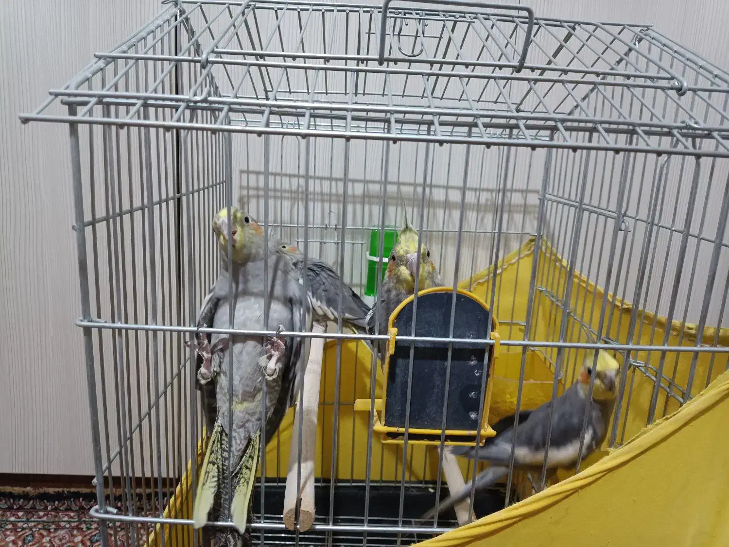 دو جفت عروس هلندی طوسی کله زرد|پرنده|اصفهان, شیخ اشراق|دیوار