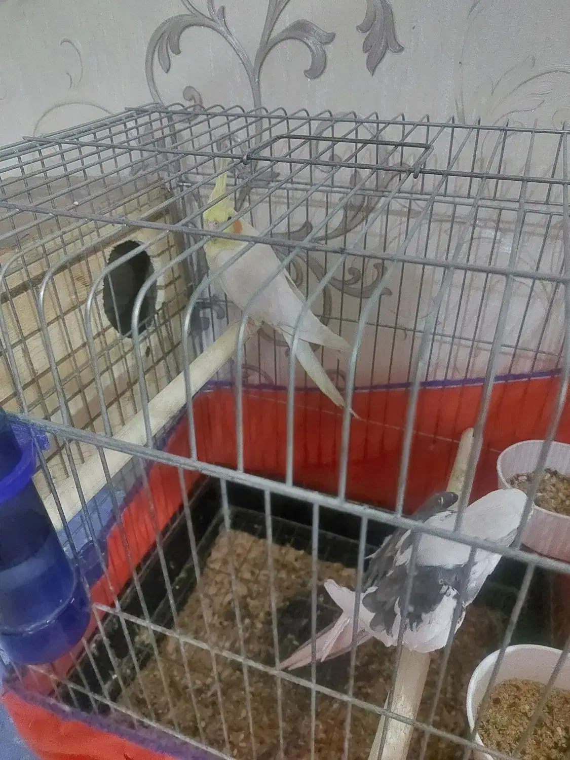 یه جفت عروس هلندی نر وایت فیس|پرنده|قدس, شهرقدس|دیوار