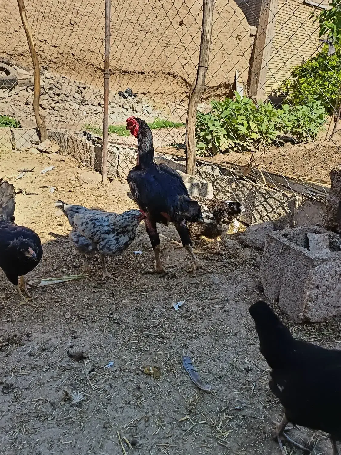 مرغ و خروس لاری اصیل|حیوانات مزرعه|گتوند, |دیوار