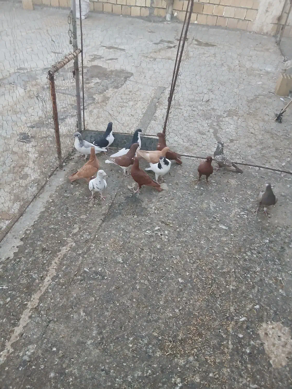 کبوتر|پرنده|تاکستان, |دیوار